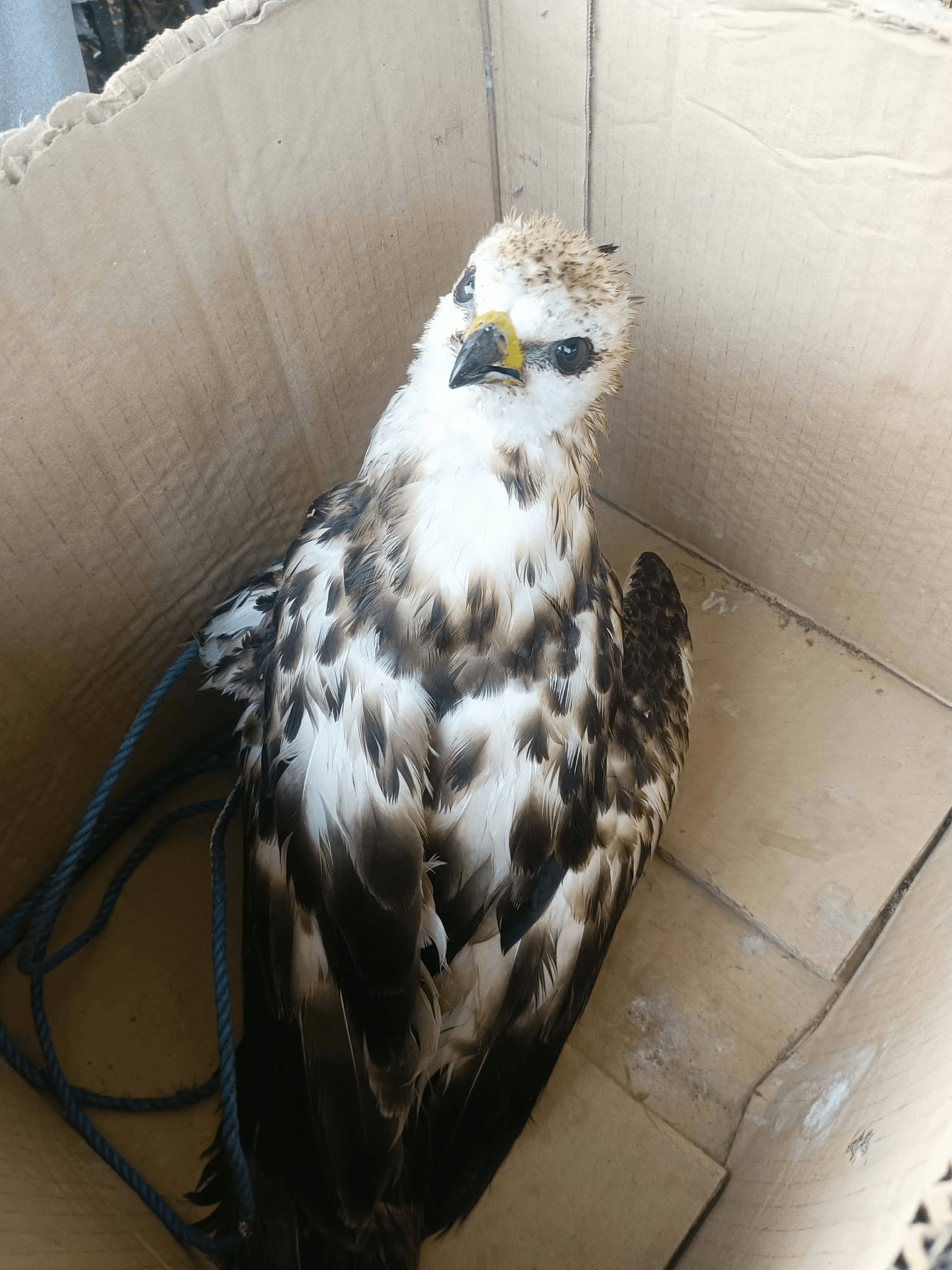 Raptor rescued from sea in Romblon