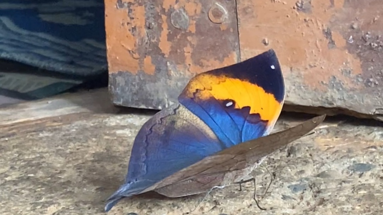 Butterfly’s camouflage breaks into color