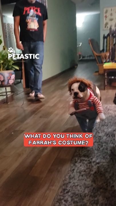 Enthusiastic dog exceeds cuteness meter in comical 'Chucky' outfit