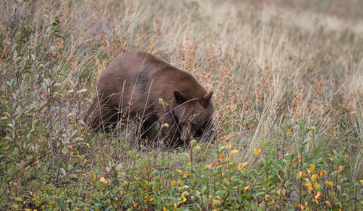 Courageous dog dies trying to protect couple from bear attack