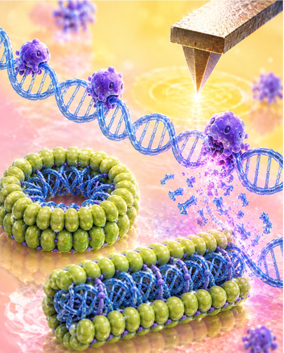 Exposed ends and bends attract DNA-cutting enzymes, live imaging reveals