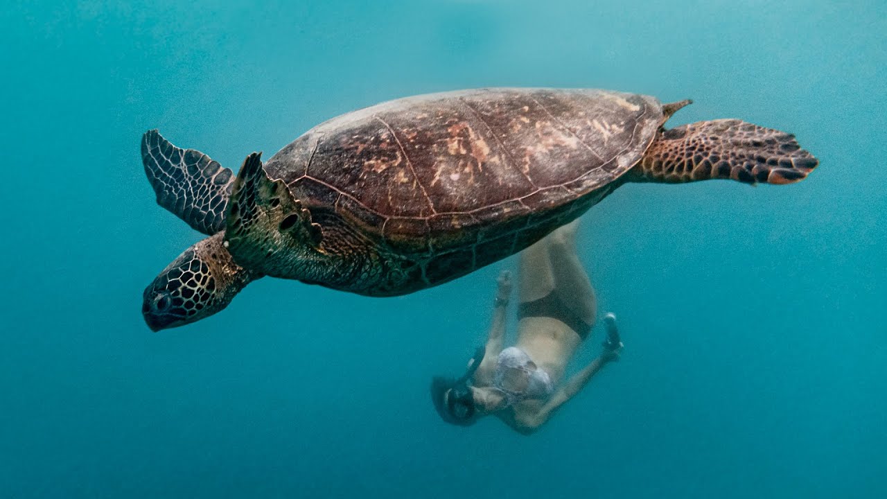 We swam with sea turtles in Rarotonga!