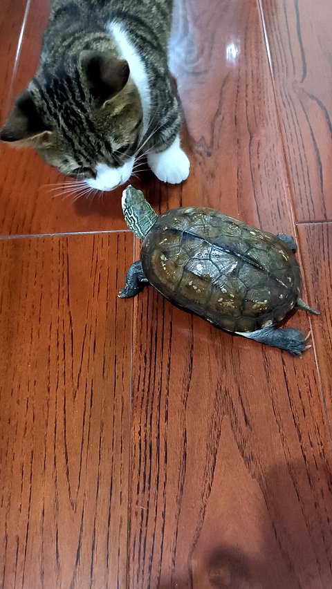 Turtle confronts cat over sharing treats