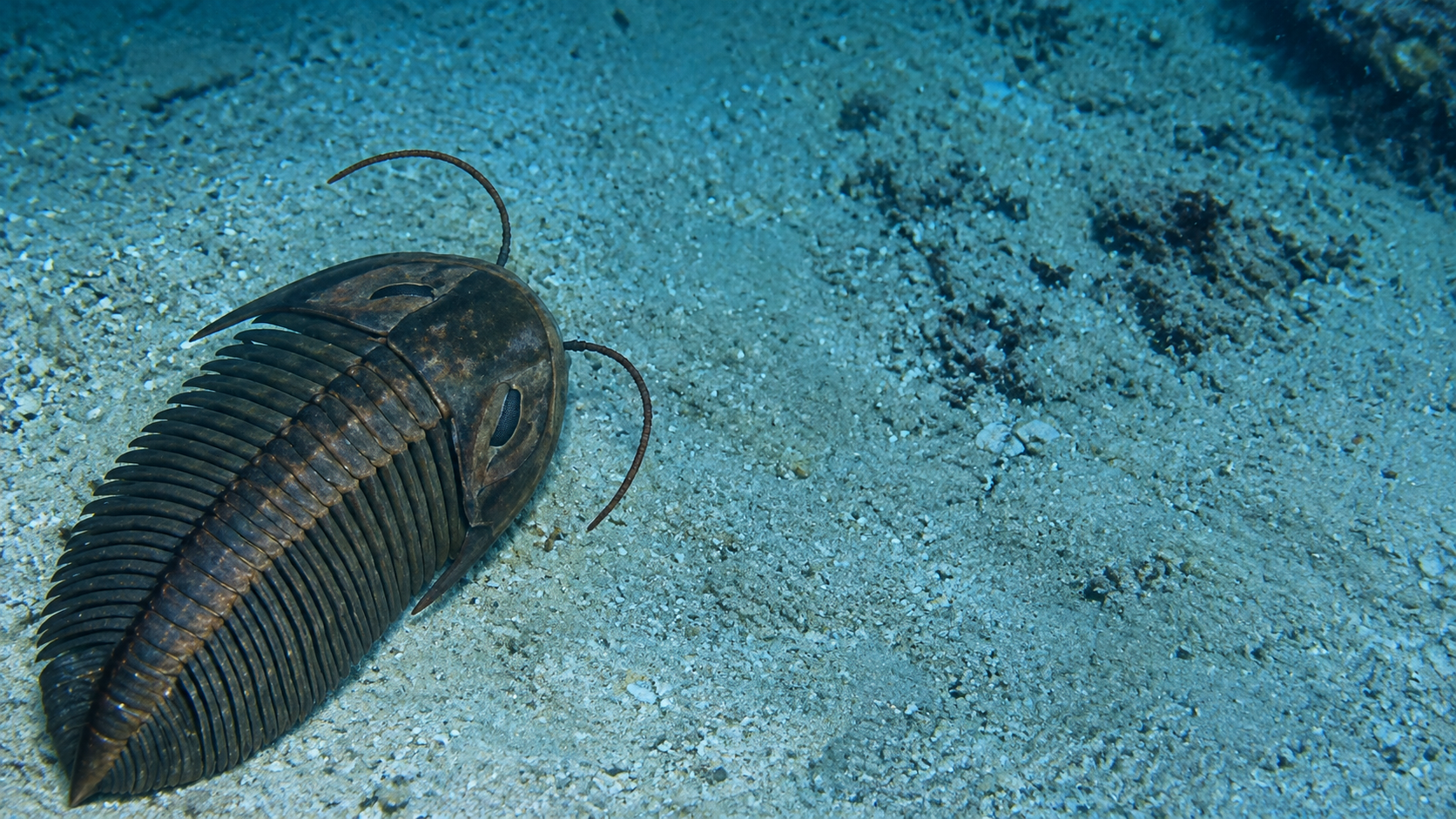 This strange creature was found at the bottom of the ocean - and it ...
