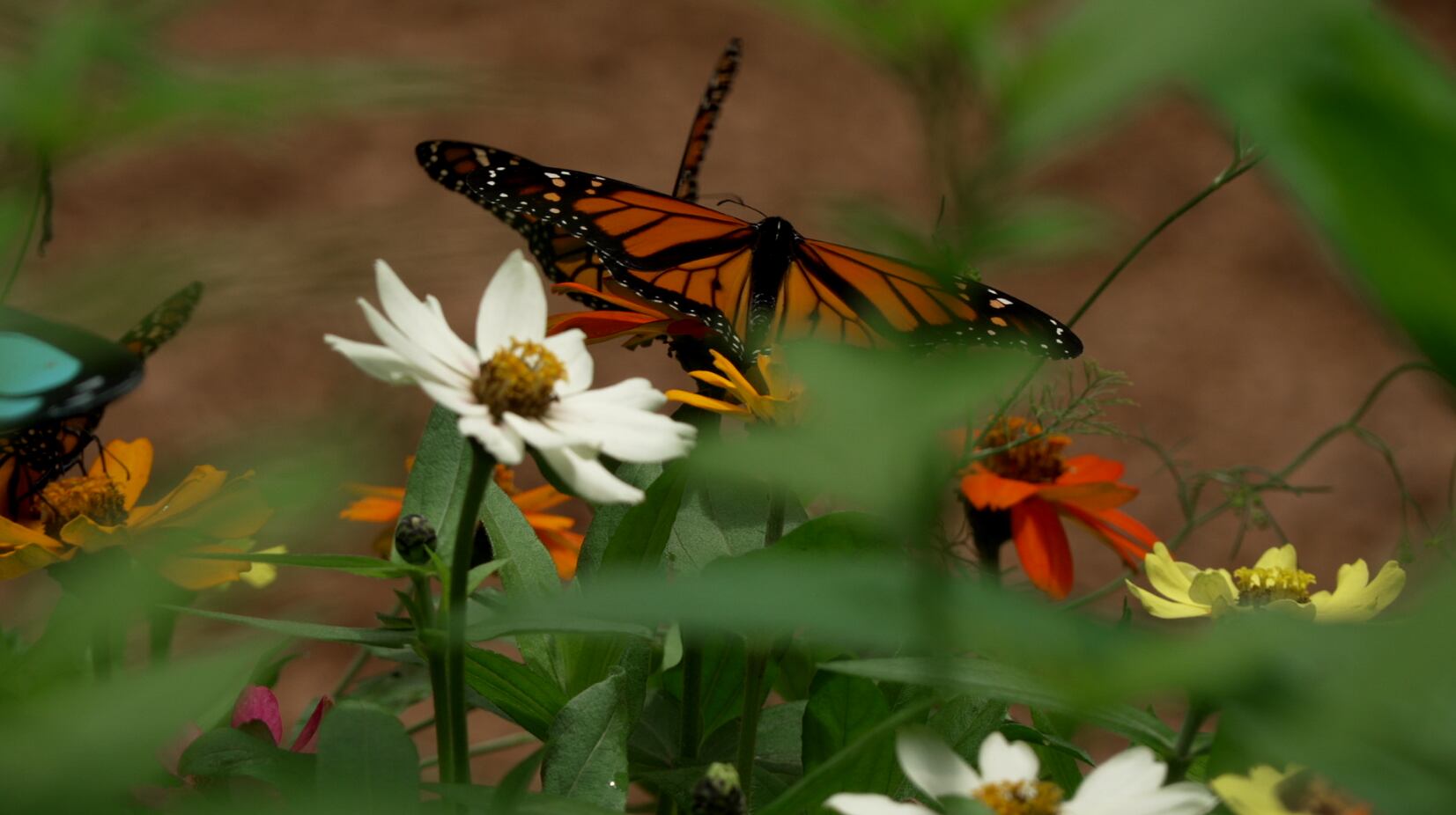 Butterflies take flight at SC park to support foster children