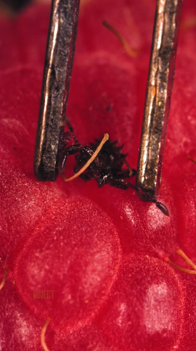 Tiny creature-like details found on a raspberry close up