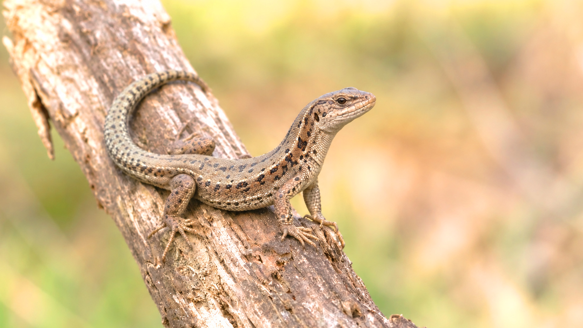 Hidden camera captures a spotted lizard basking on a sunlit fallen branch
