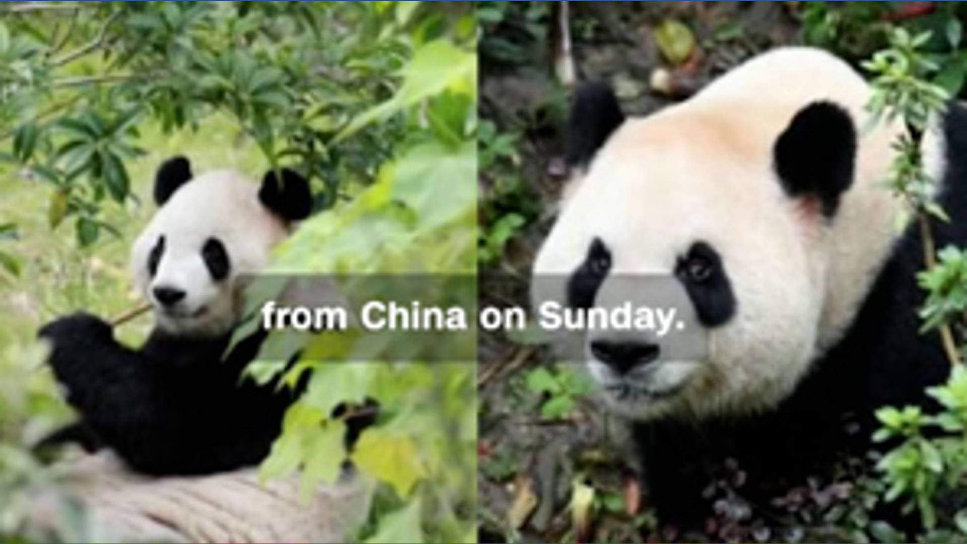 Pandas arrived in Atlanta; fans must 'bear' the wait