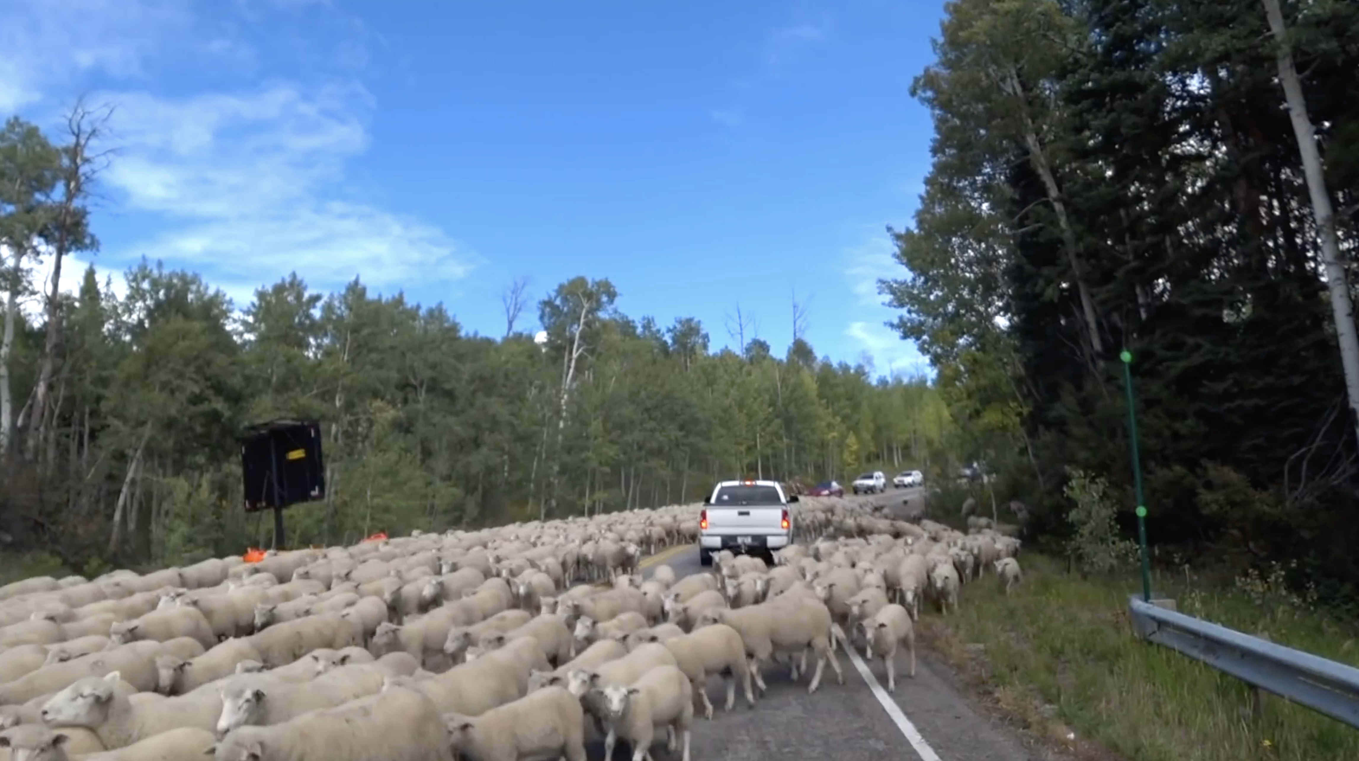 Highway blocked by 2000 sheep | Wild-ish