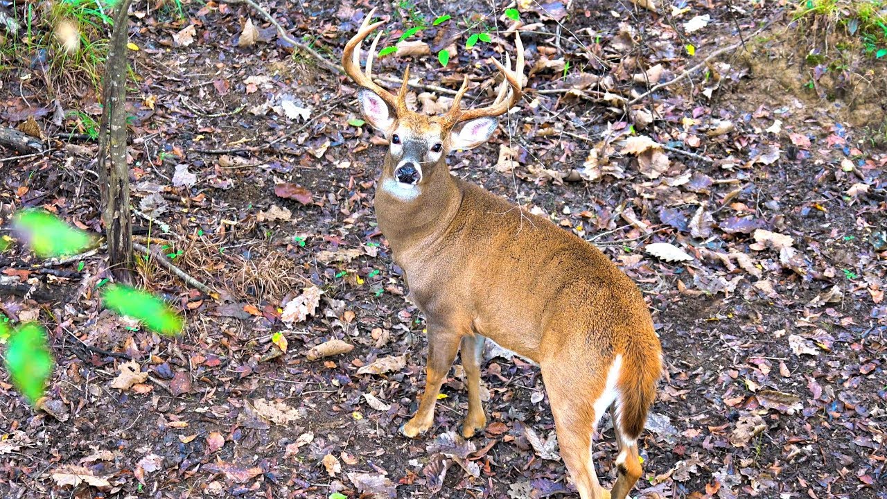Giant buck at 10 yards (everything goes wrong)