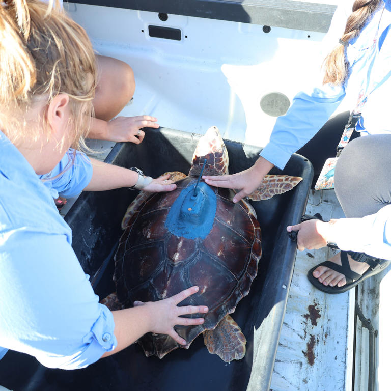 Tybee Island Marine Science Center releases loggerhead sea turtle ...