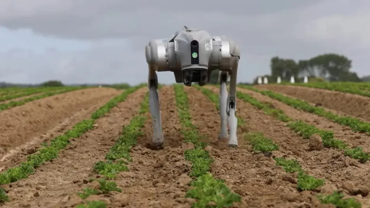 Anjing robot kini bukan hanya jaga keamanan, tapi juga melindungi tanaman
