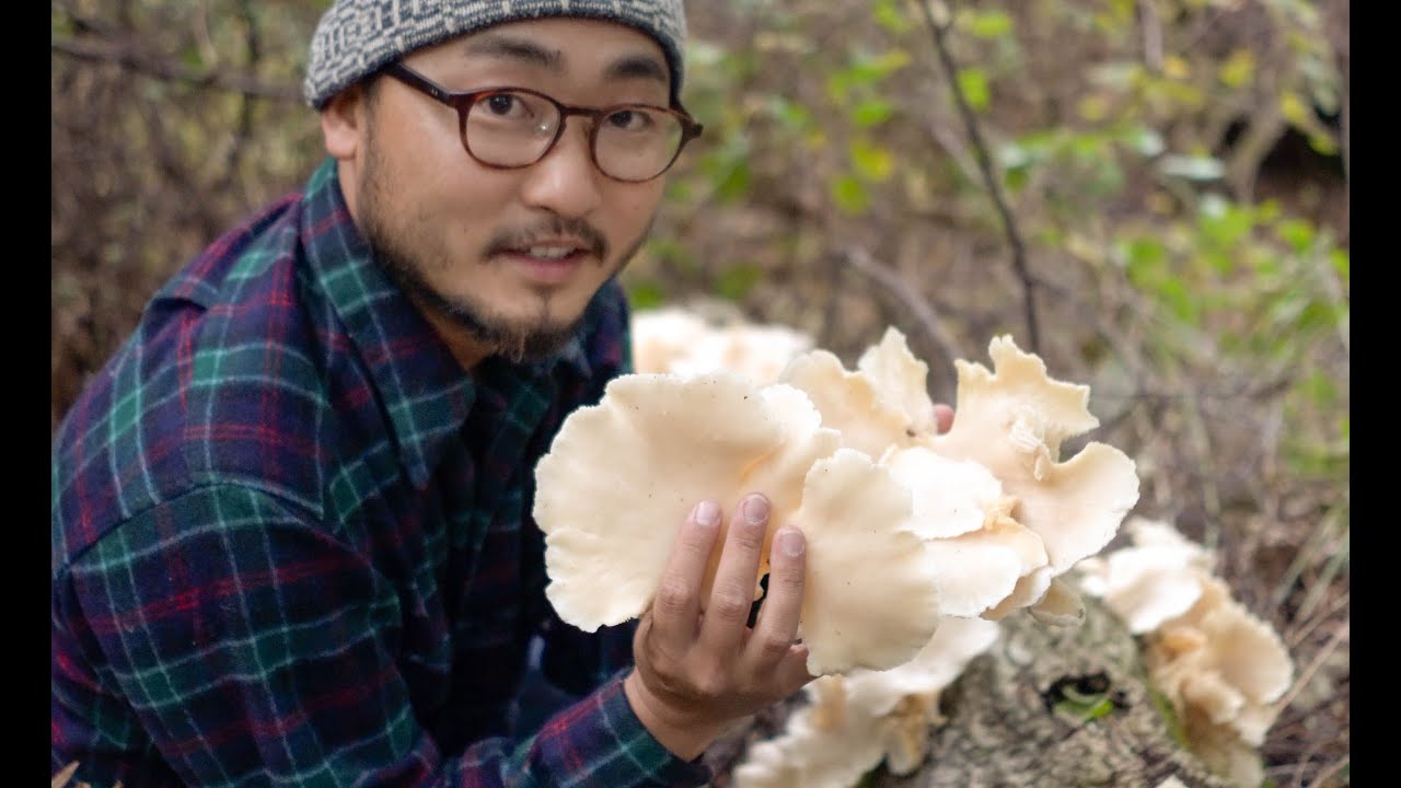 I found a big mushroom cluster