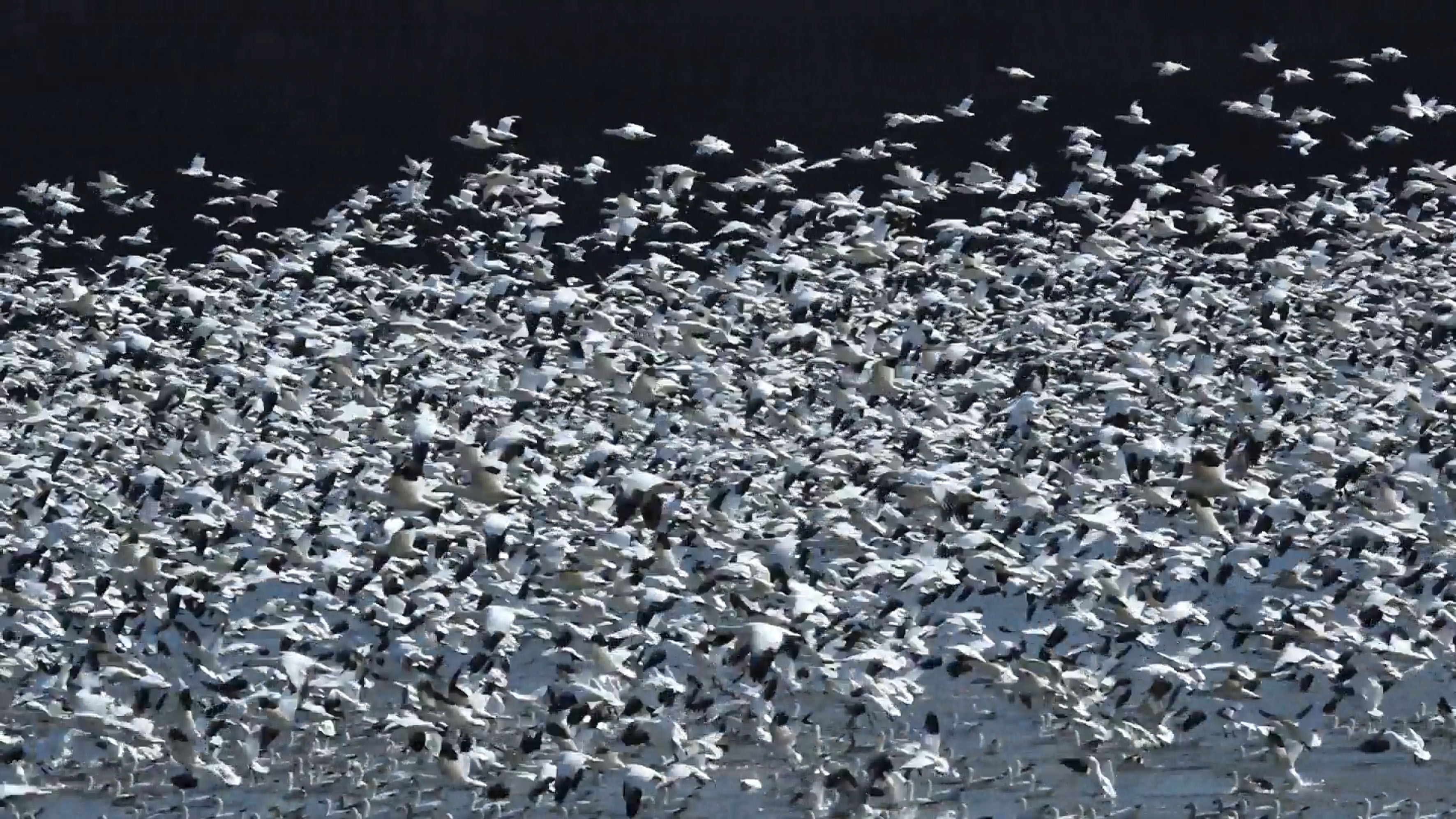 Mesmerising moment 100,000 snow geese migrate north | Wild-ish