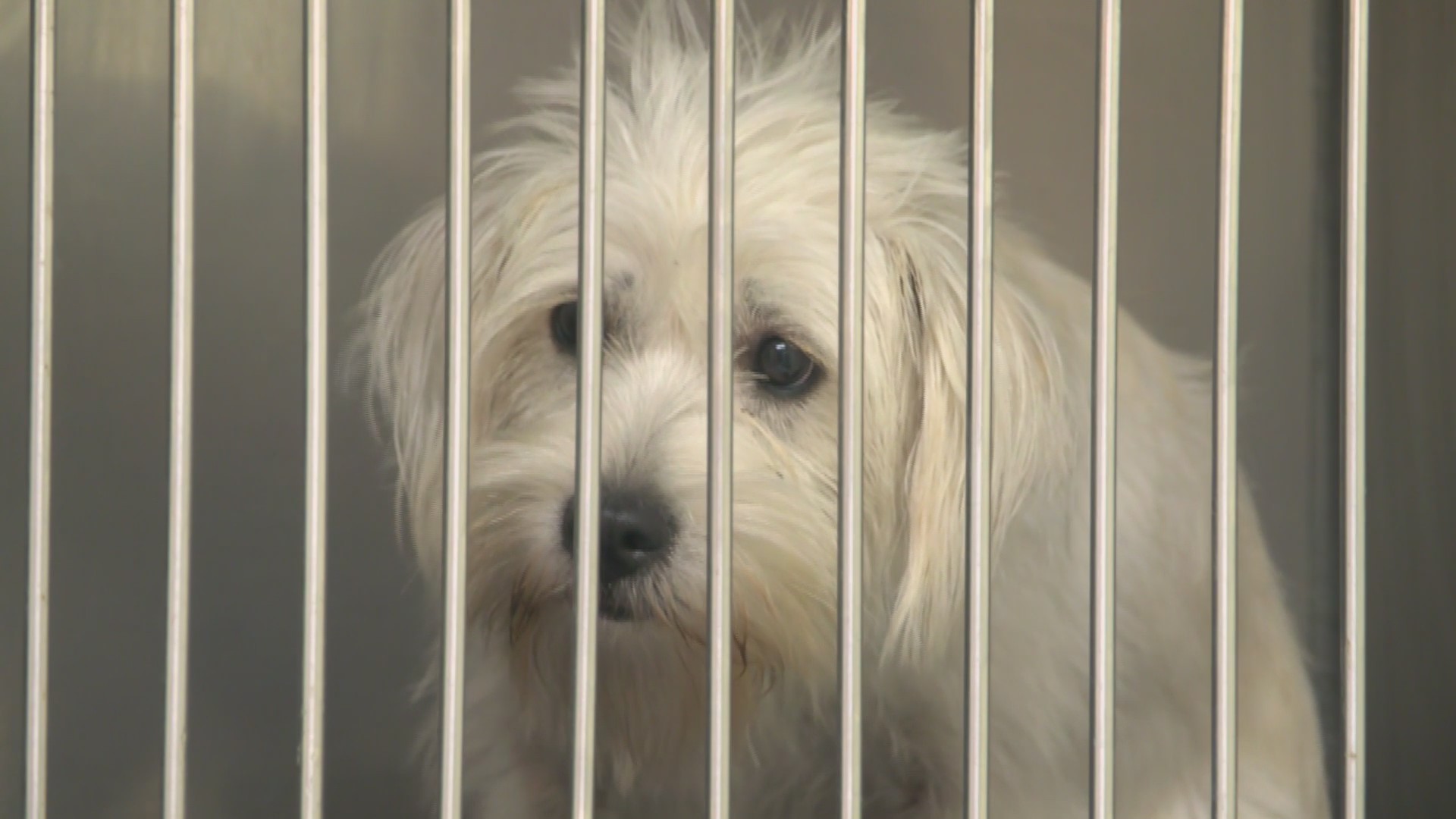 Overcrowding in animal shelters persists | 28/22 News