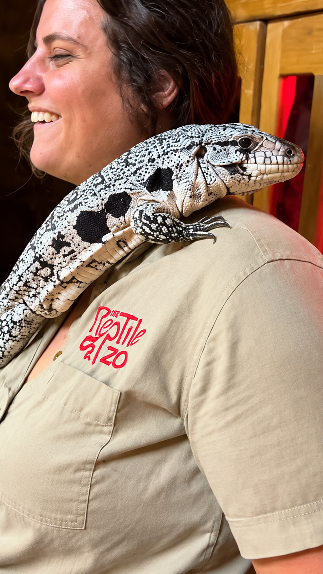 Banana thief: cheeky tegu uses his keeper as human ladder