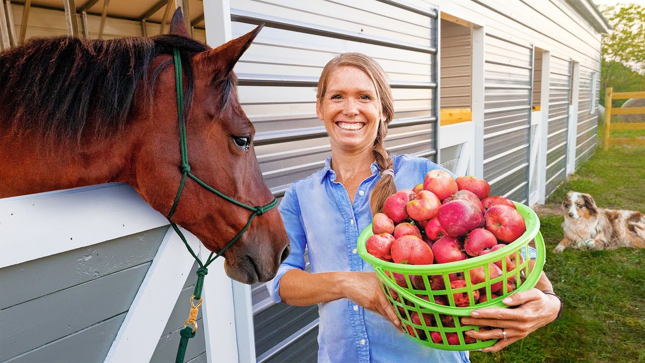 Our horse barn journey in 8 months
