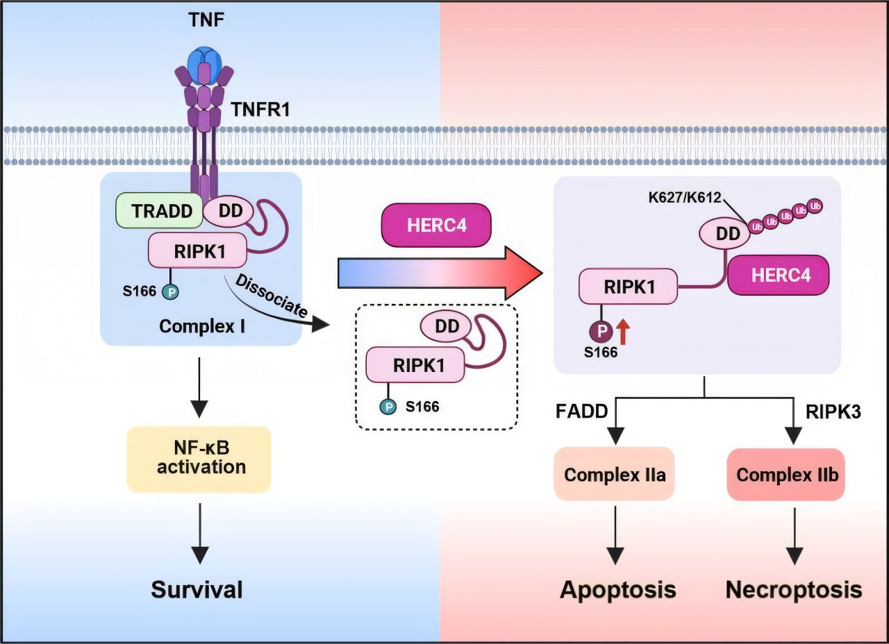 A missing piece in the cell death and inflammation signaling pathway ...
