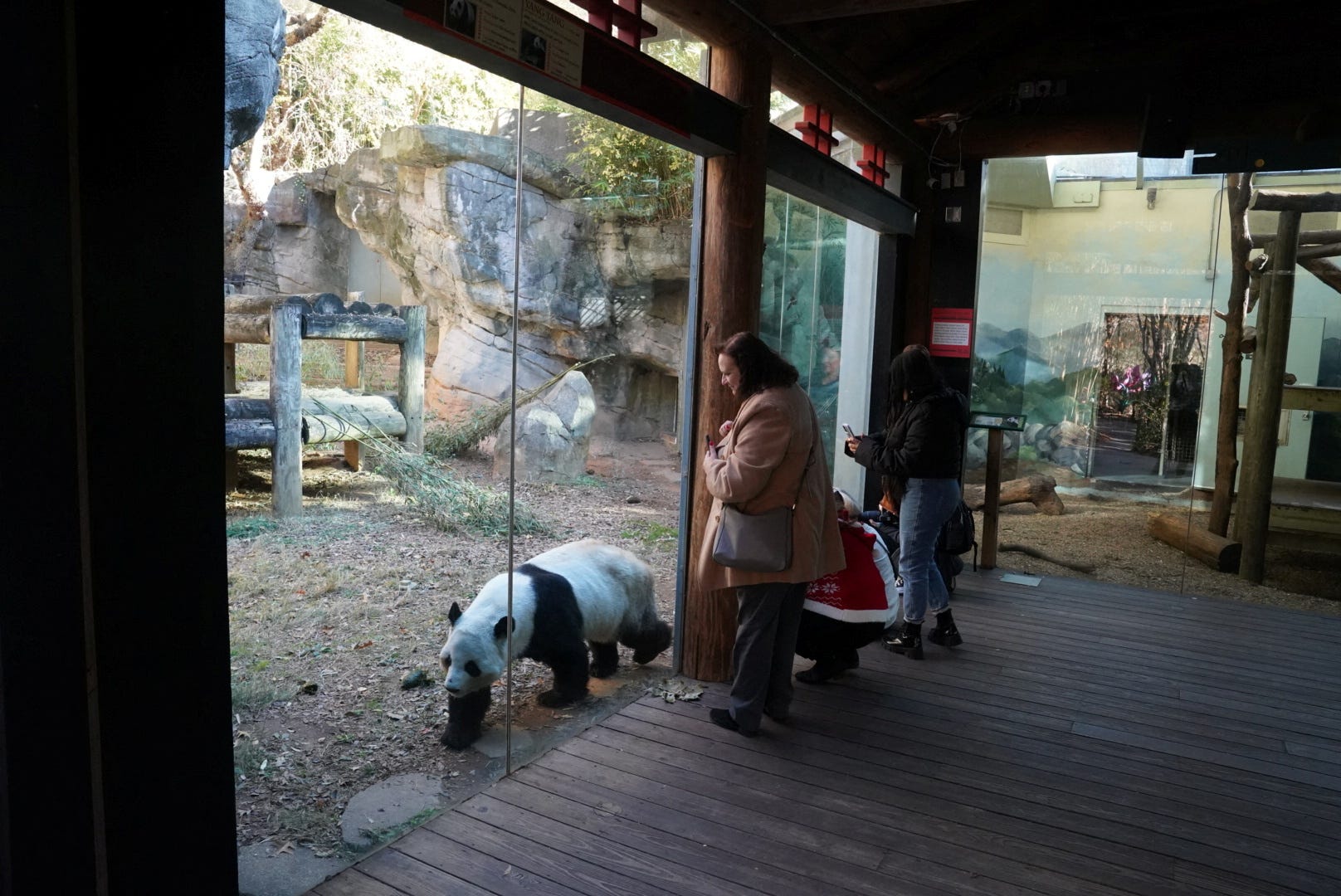 Welcome back, pandas! When can you see new arrivals at Zoo Atlanta?