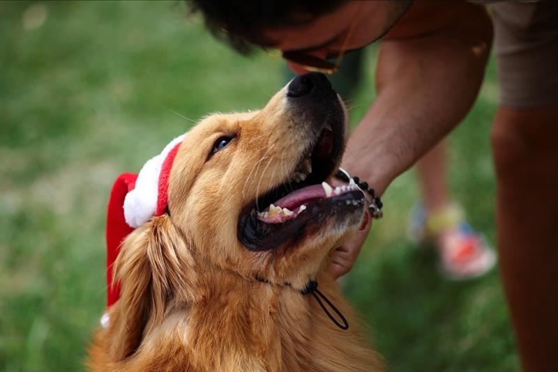 House bill seeks stronger animal welfare enforcement, stiffer penalties