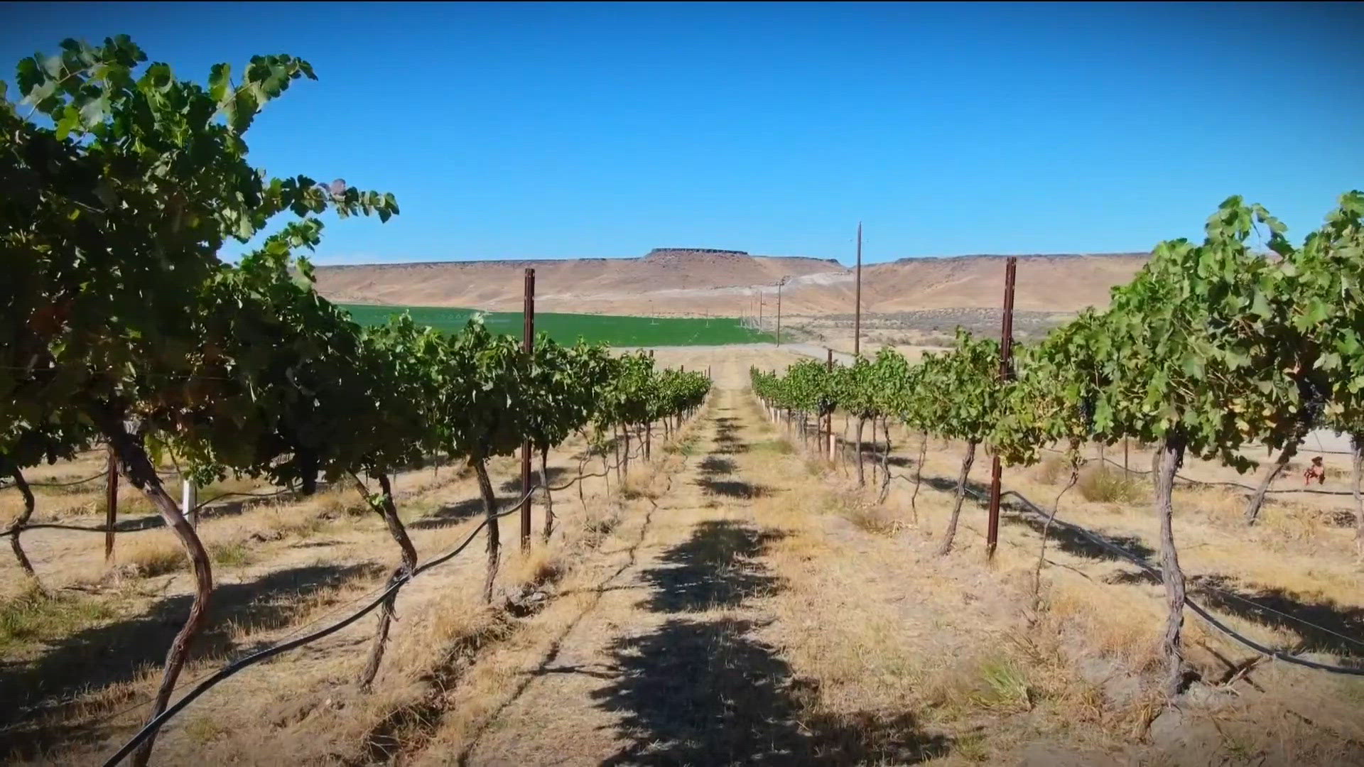 Exploring Idaho: Wineries chart path from grape to glass in Elmore County