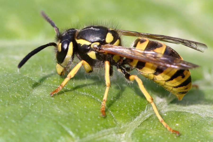 Why yellowjackets become more aggressive in the fall