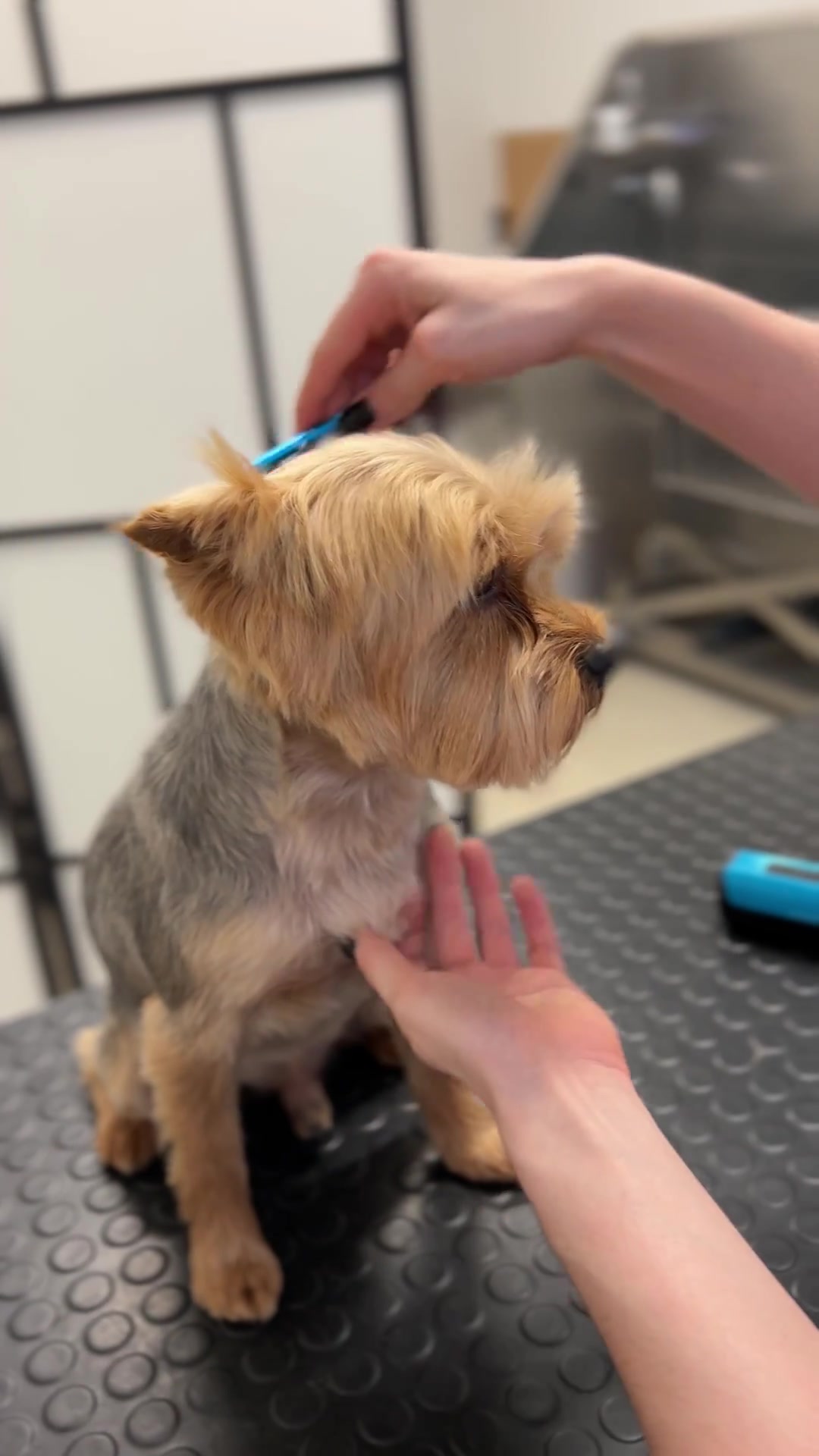 Yorkshire terrier head & face grooming tutorial | Pro Yorkie styling tips