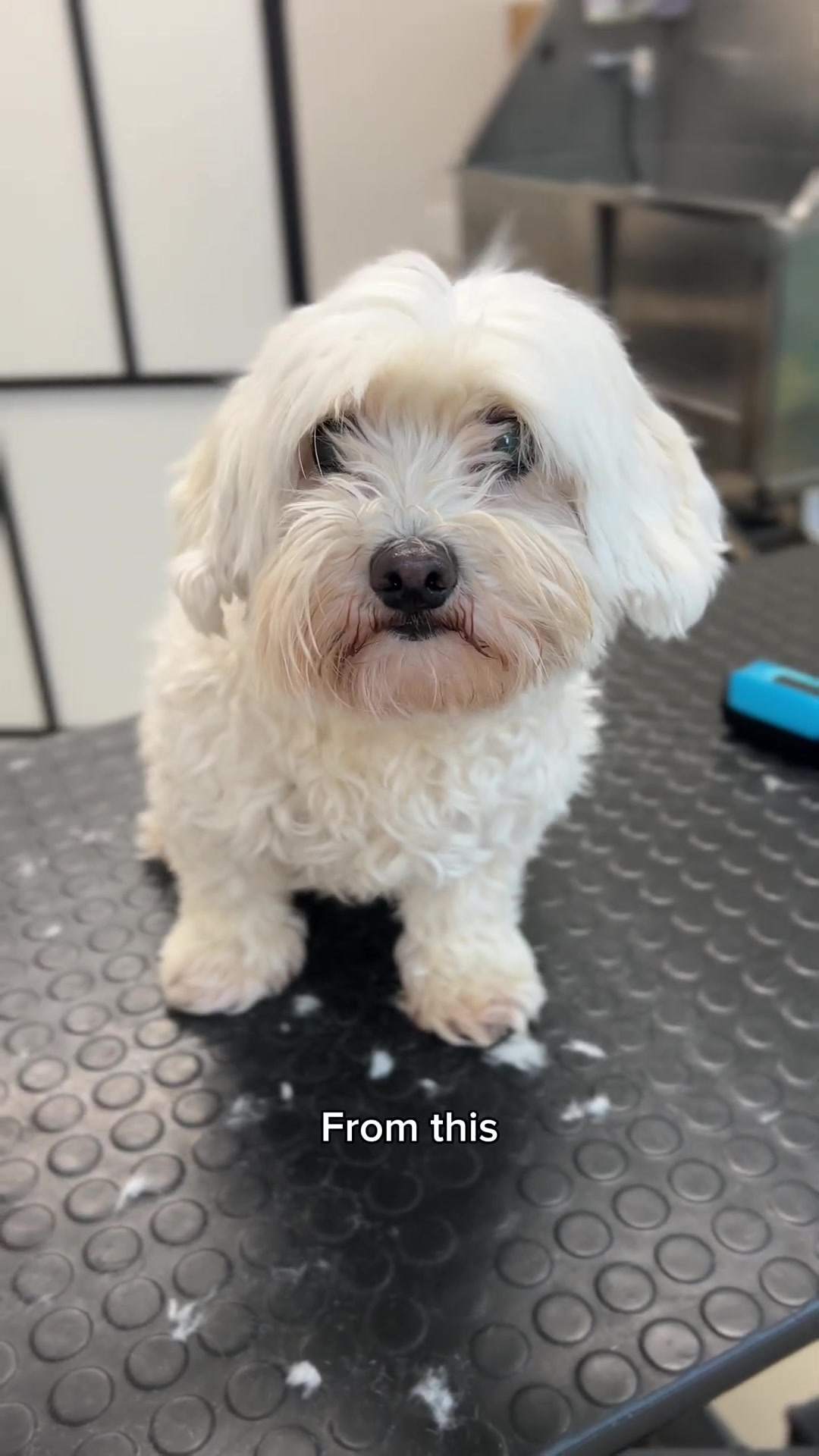 Easy face grooming | Maltese dog
