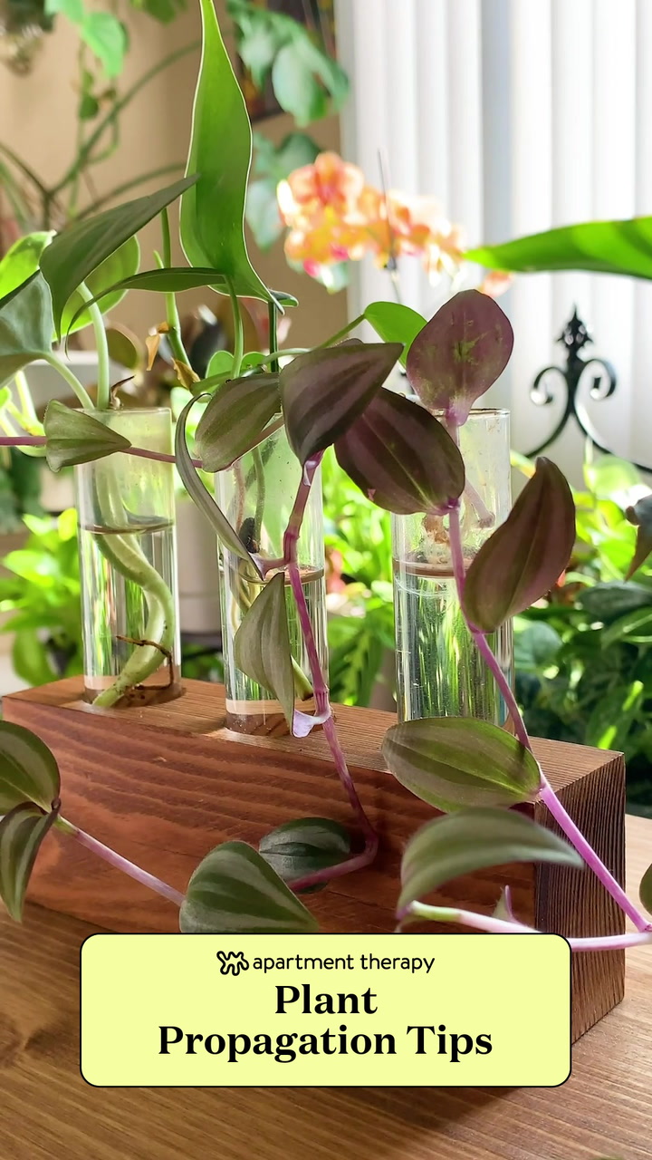 How to propagate plants at home