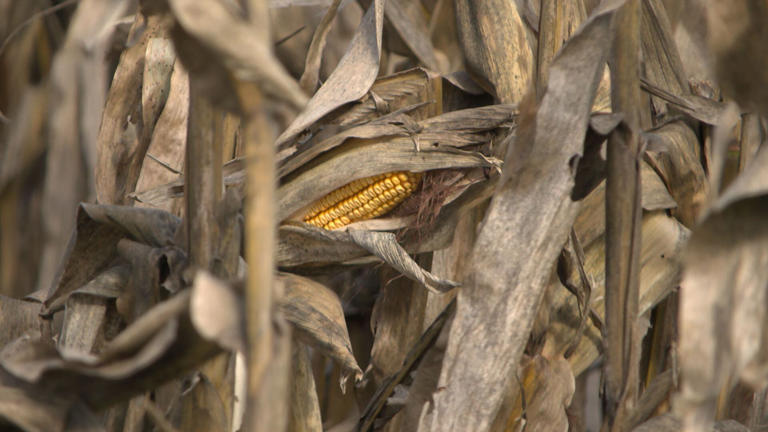 Recent rains raise concerns for southeast Nebraska farmers this harvest ...