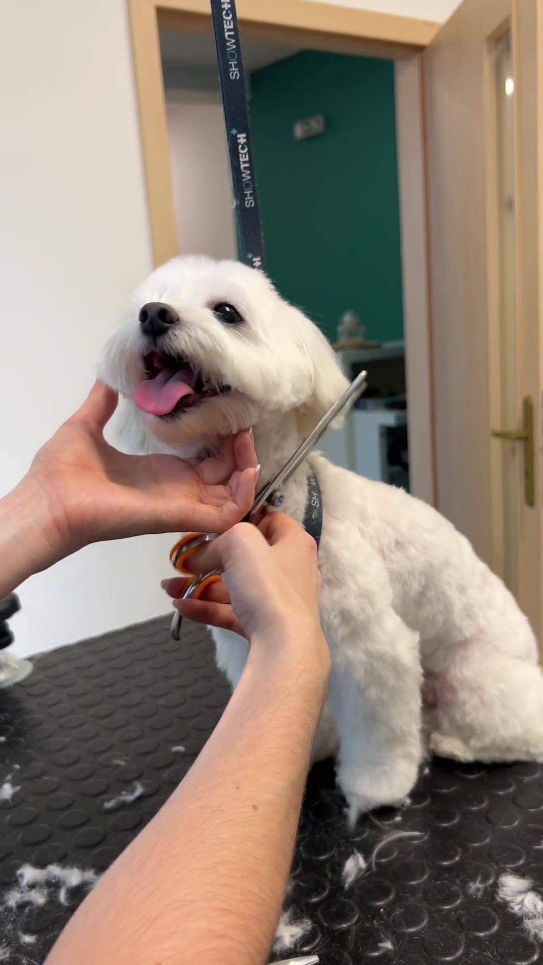 Transforming a fluffy pup: Adorable dog grooming makeover (before & after)
