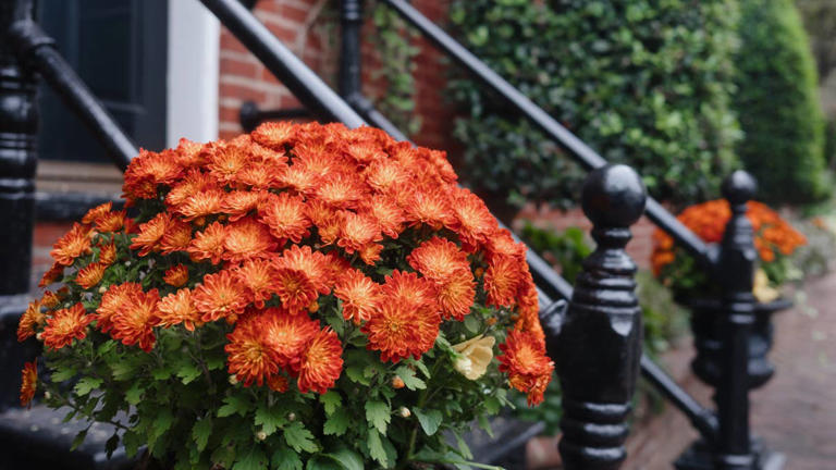 The biggest mistake people make with fall mums can ruin the blooms fast ...