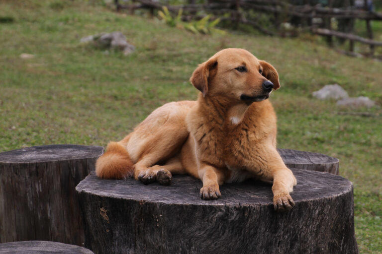 Bhutan recognized for eliminating dog-transmitted rabies ahead of World ...