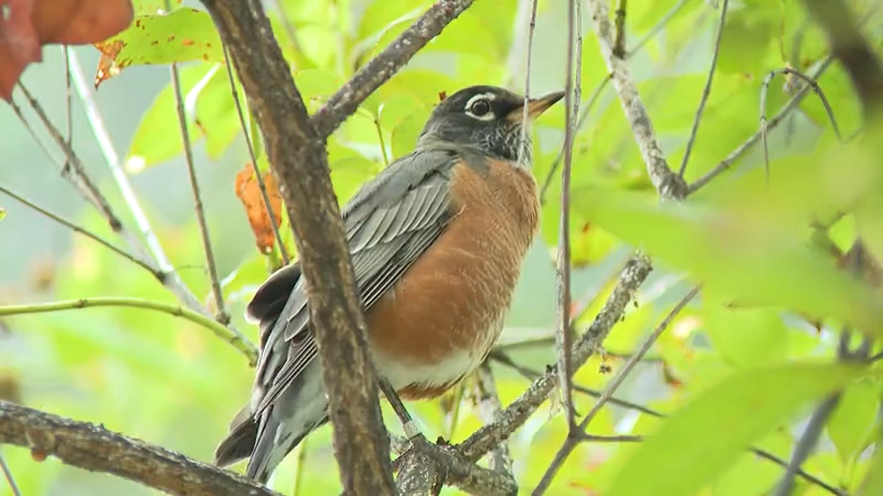 Lights out for fall migration! Help birds by turning off unnecessary ...