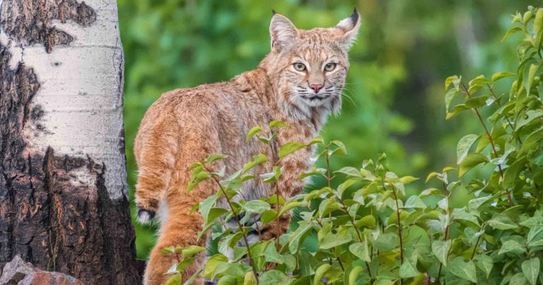 Federal regulators seek changes to wildlife protections in NH, US