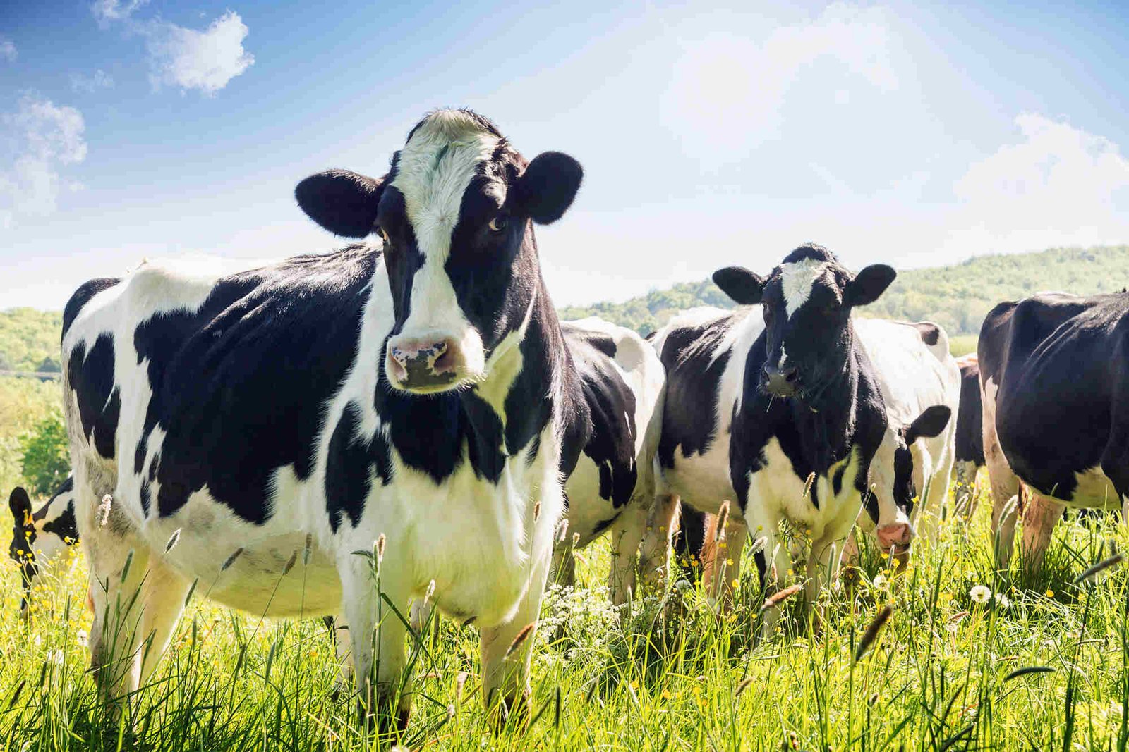 China’s new 5-year livestock plan puts dairy sector on efficiency ...