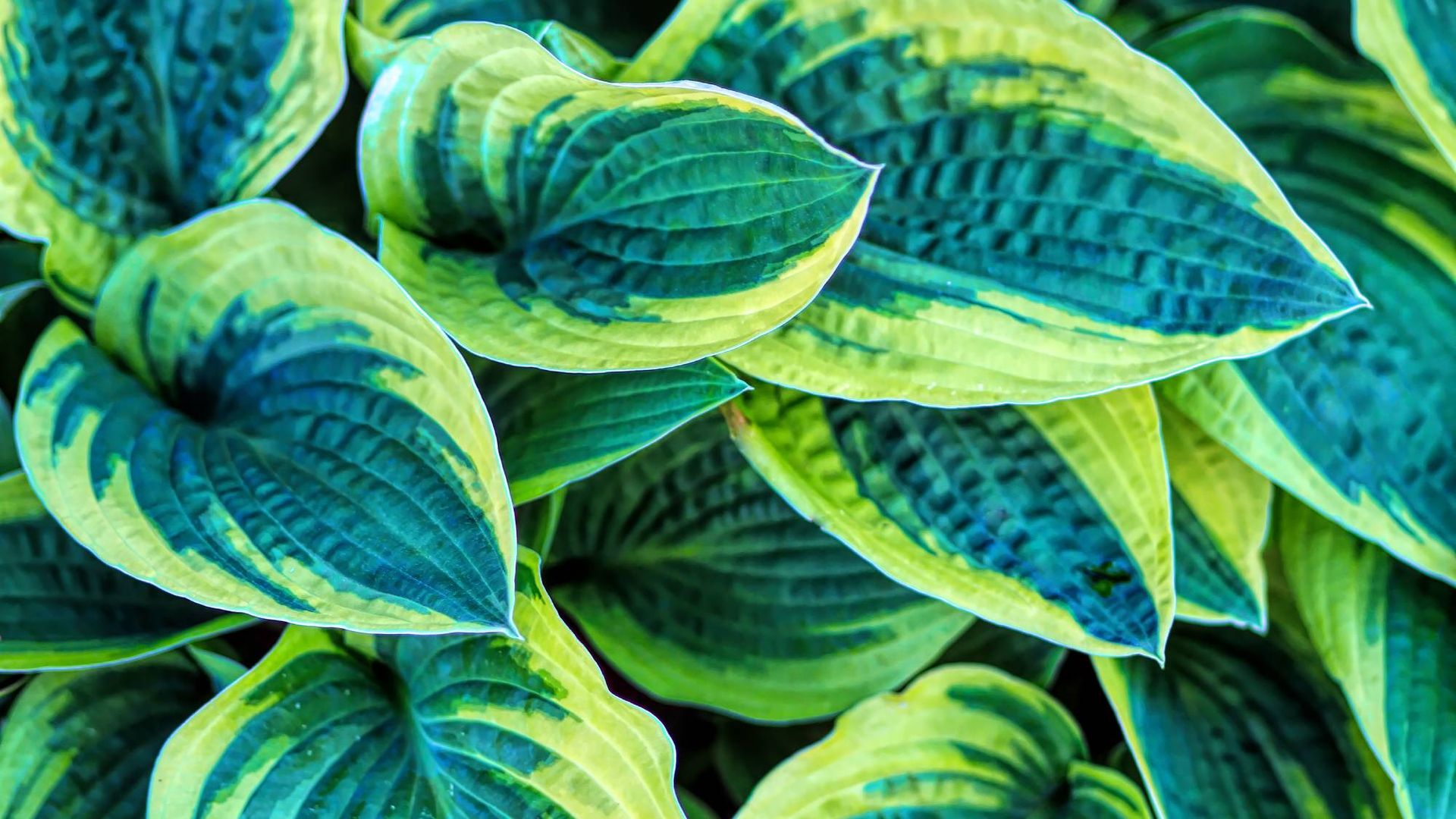 Want your hostas to come back next year? Do these 5 things before ...