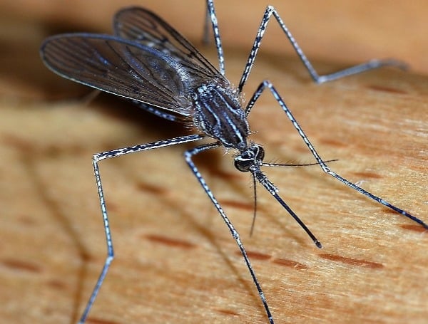 Mosquito emergencies declared across Florida as dengue fever cases climb