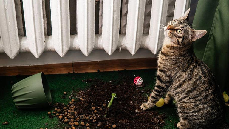 20 common cat behaviors, explained