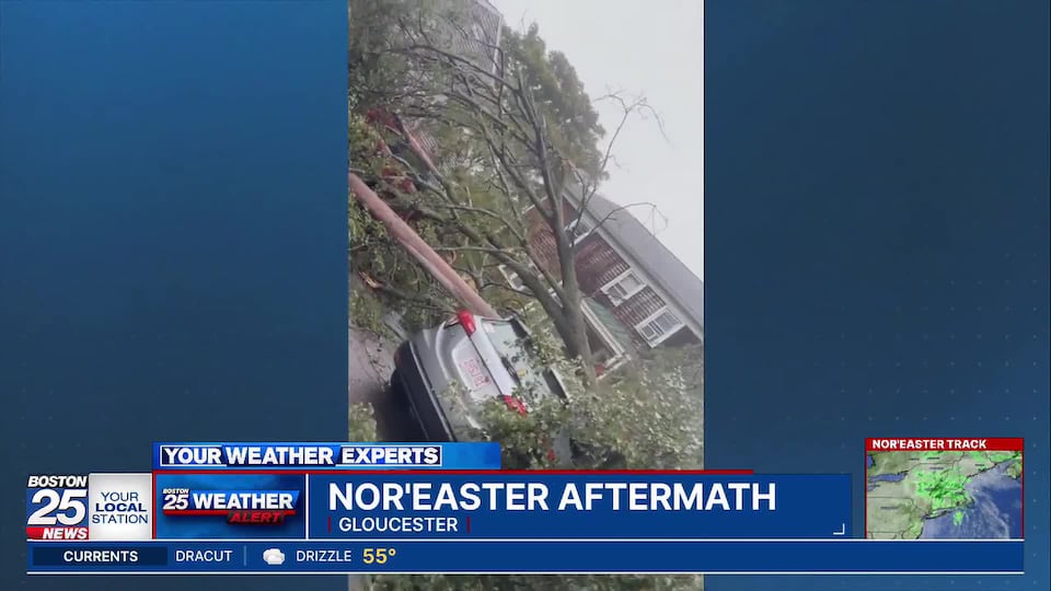 A big boom: Large tree comes down outside Gloucester family home