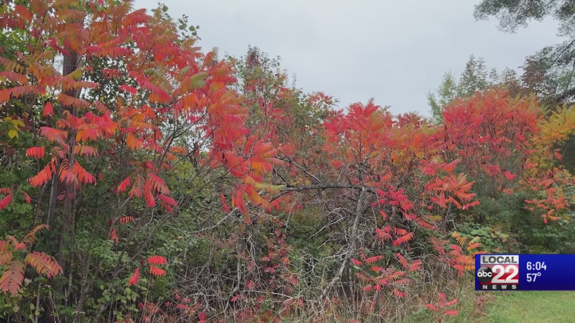 2026 Vt. foliage season could mean more tourist revenue