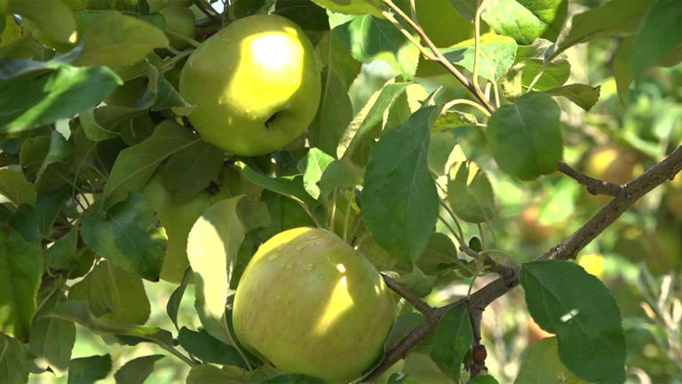 Vermont apple growers turn to precision science to combat orchard pests