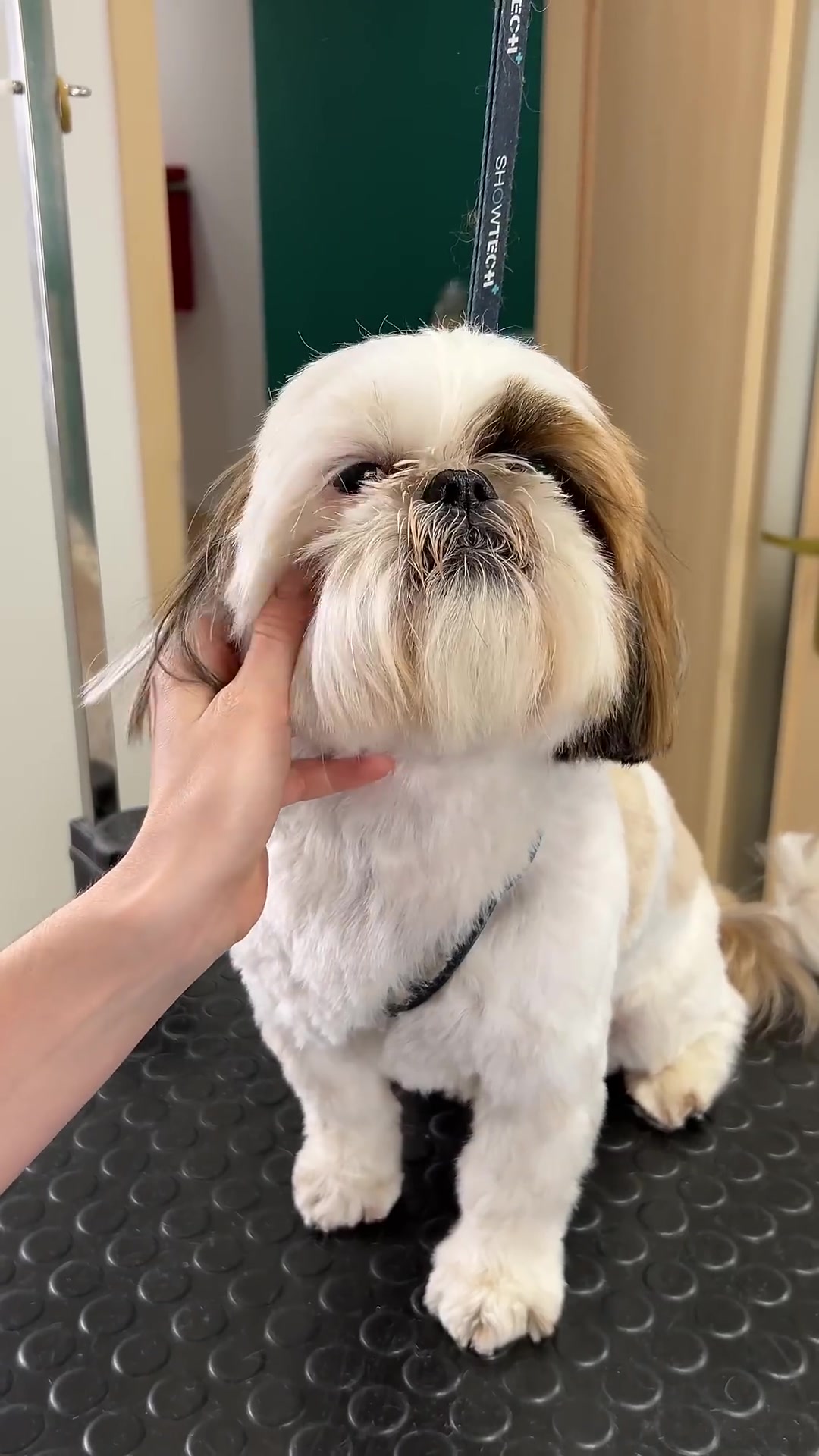 Shih Tzu grooming transformation: step-by-step haircut & face trim tutorial