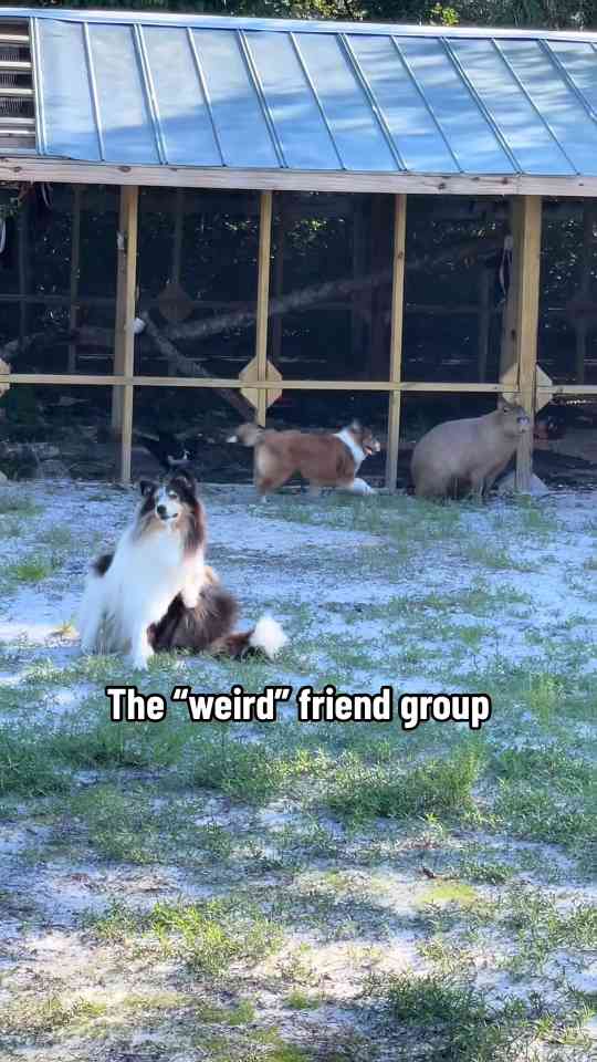 What each animal type says about your friend group dynamic