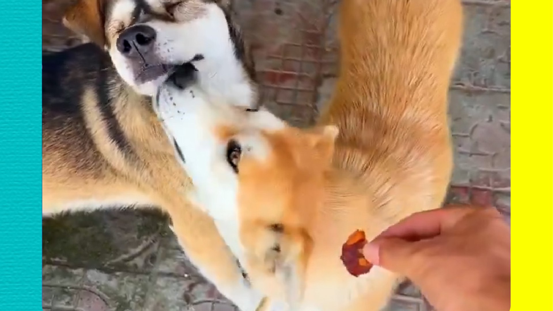 ¡Se merece un Óscar! Perrito finge estar lastimado para conseguir un ...