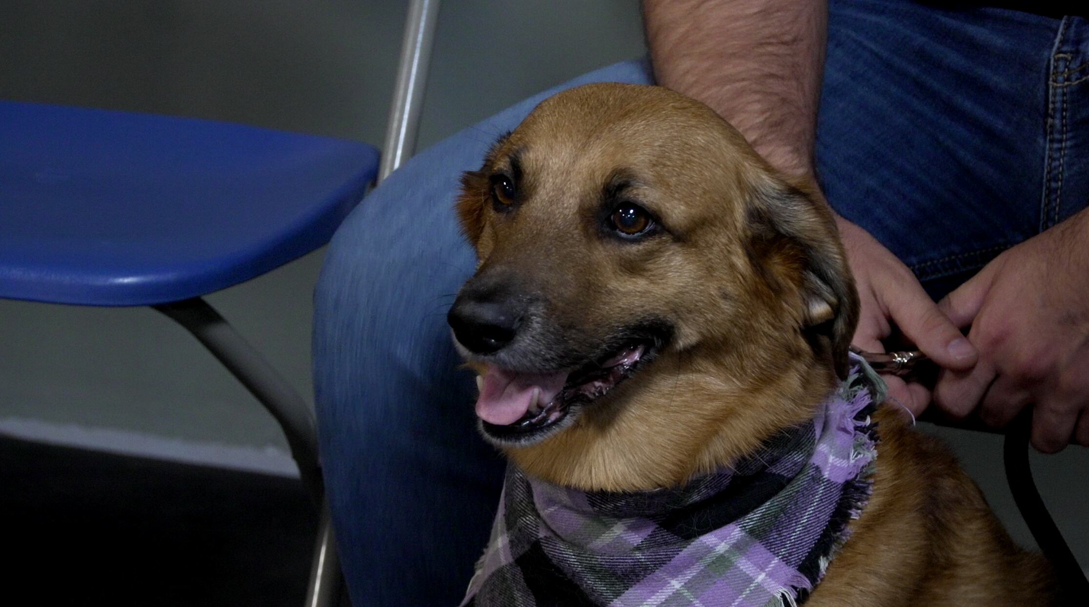 Students research dog behavior