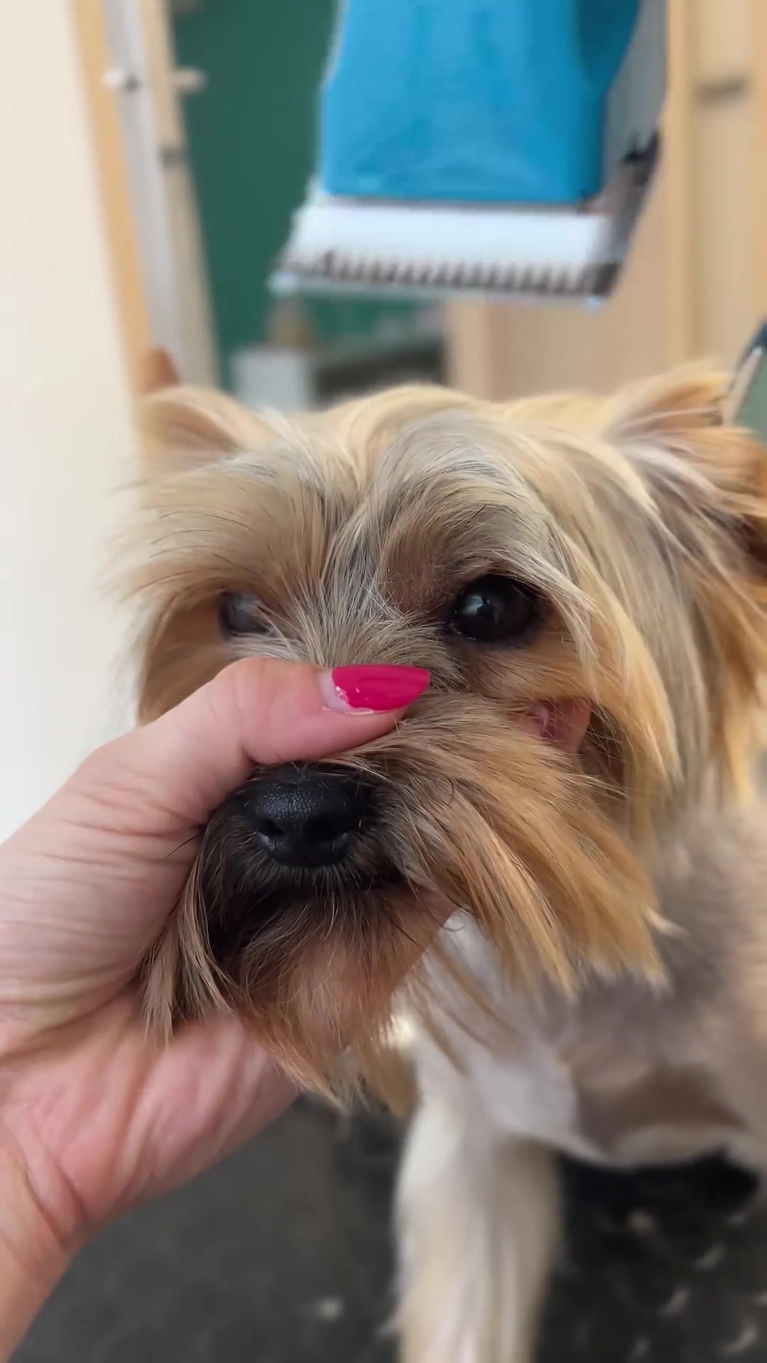 Yorkshire terrier face & ear grooming transformation | Step-by-step ...