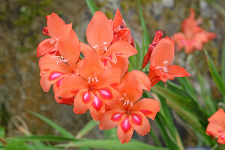 How to store summer-flowering bulbs over winter