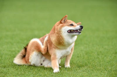 犬が『体をしきりに掻く』4つの理由 痒がってしまう原因や対処法まで解説