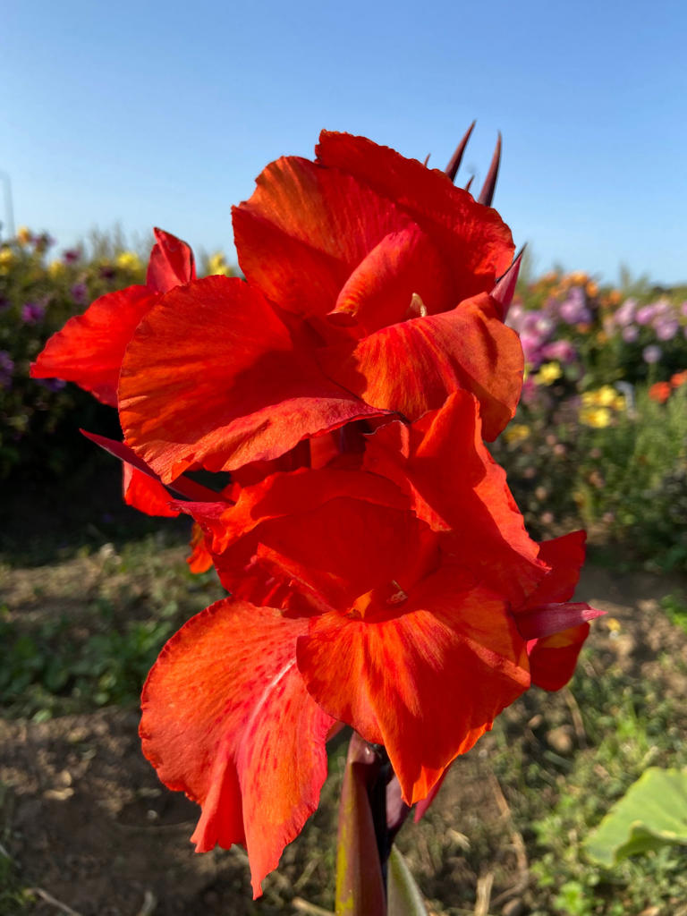 How to store summer-flowering bulbs over winter